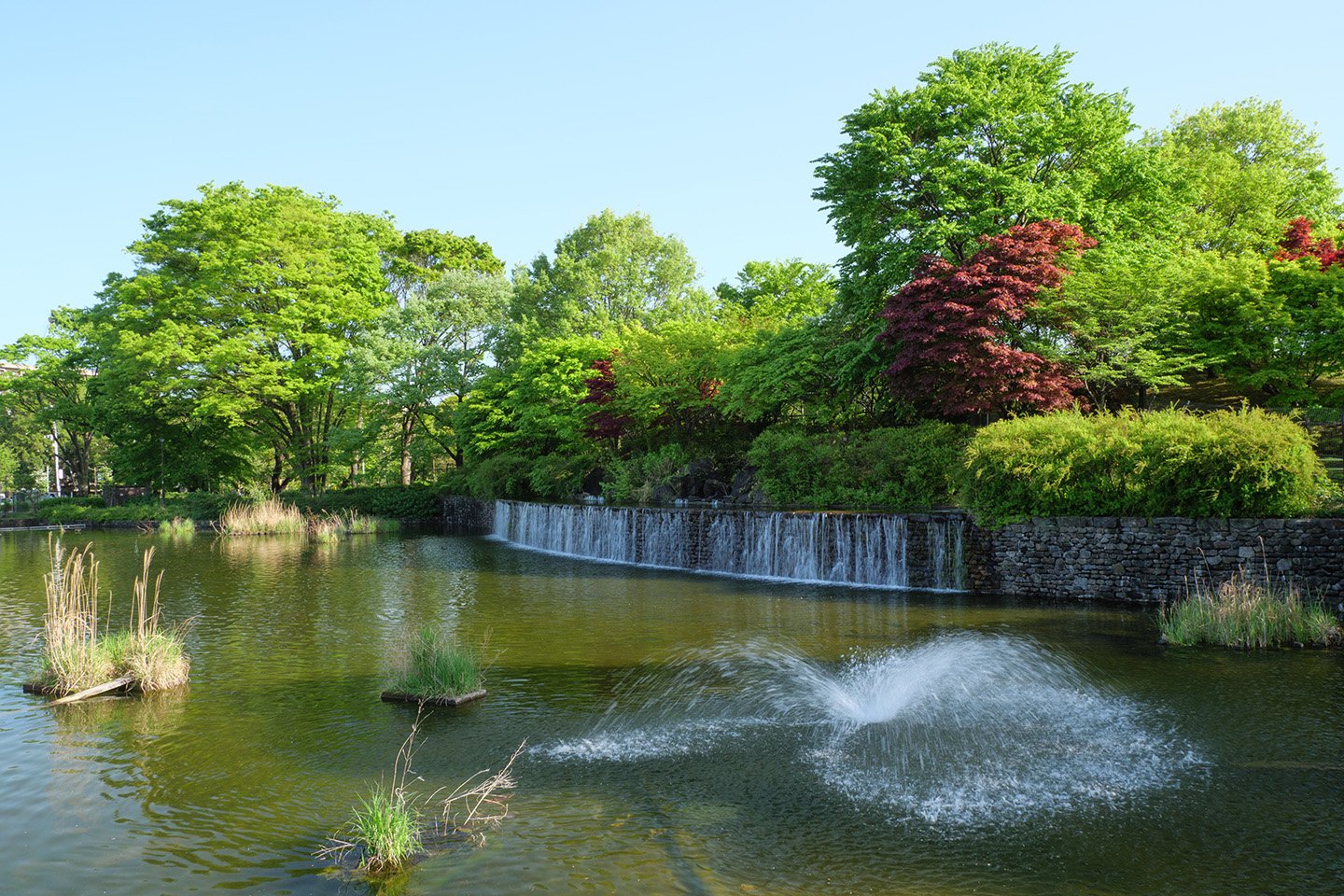 🏞️ 무사시 고쿠분지 공원 이미지 8